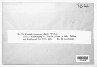 Puccinia oblongata image